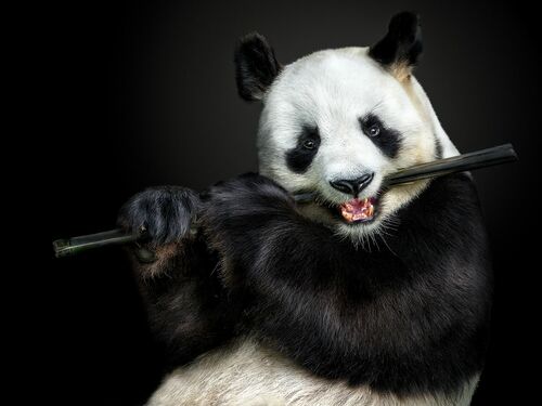 THE FLUTE MASTER - PEDRO JARQUE KREBS - Fotografie