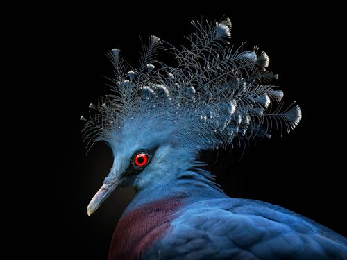 Victoria pigeon - PEDRO JARQUE KREBS - Fotografía