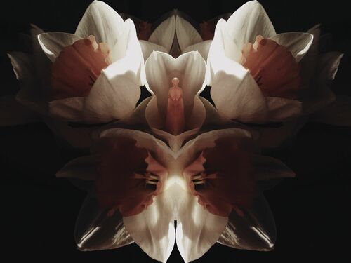 DEMETER DEMETER - POLINA SOVA - Photograph