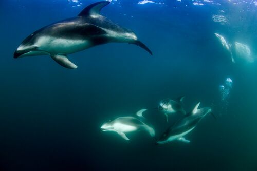 Ronde des dauphins - RICHARD HERRMANN - Fotografía