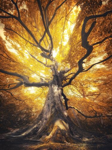 Witch of autumn - Rob Visser - Kunstfoto