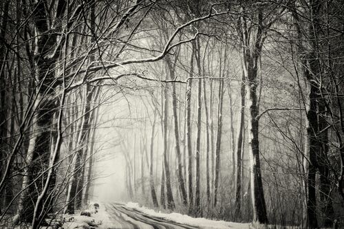 Forest in snow Forest in snow - Robert Peek - Photograph