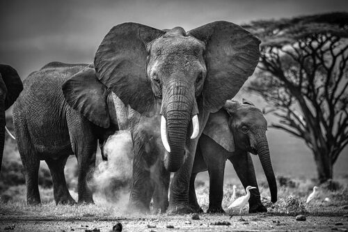 The Rising Sun, Elephant, MARIE FRANKEL · Art photographs