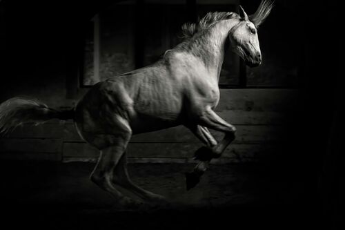 Black & White horse