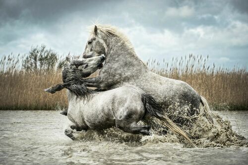 SPARRING STALLIONS - RODNEY BURSIEL - Kunstfoto