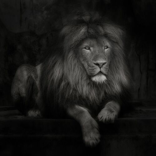 LION KING, Lion, PEDRO JARQUE KREBS · Art photographs · YellowKorner