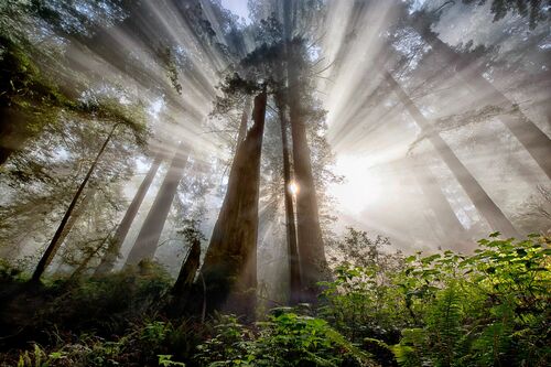 HOPE - SAPNA REDDY - Fotografía