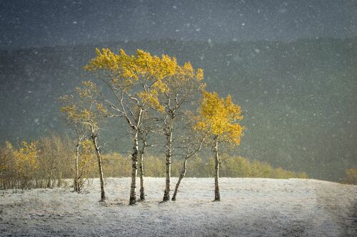 TRANSITION - SAPNA REDDY - Fotografía