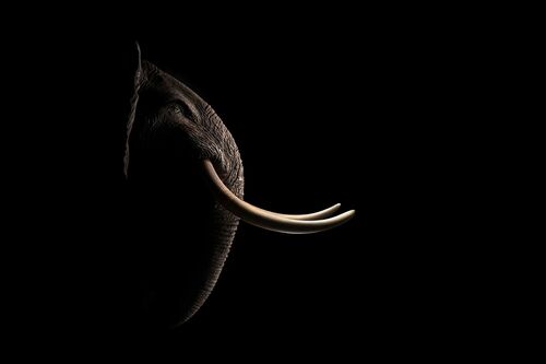 AFRICAN ELEPHANT AFRICAN ELEPHANT - SAREL AND MARYNA - Photographie