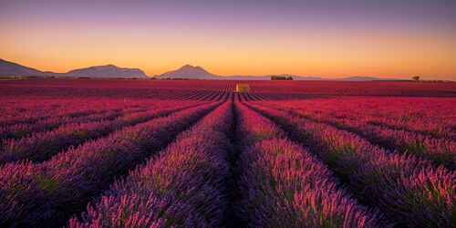 Les lavandes - SERGE RAMELLI - Fotografía