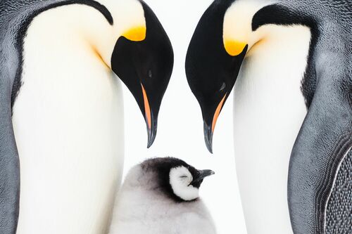 Reunited - STEFAN CHRISTMANN - Fotografie