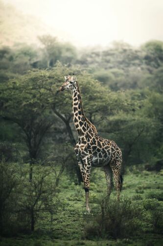 DARE TO BE DIFFERENT - STIAN KLO - Fotografía