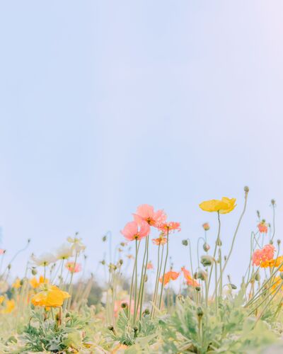 Dancing flora - Teresa Freitas - Photographie