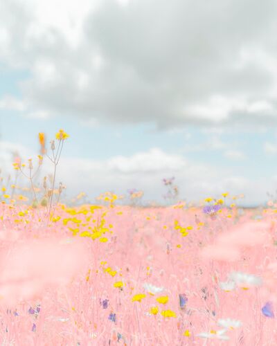 Ode to spring - Teresa Freitas - Photographie