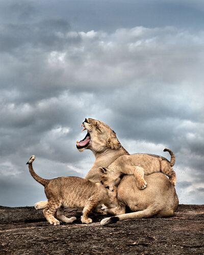 Angry lioness with two cubs - THIERRY VEZON - Kunstfoto