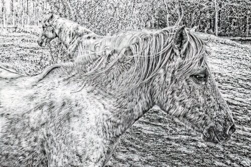 Cheval noir et blanc