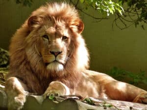 A lion in repose looks directly at the camera