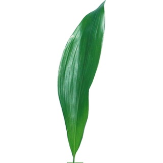 ענף מגינית