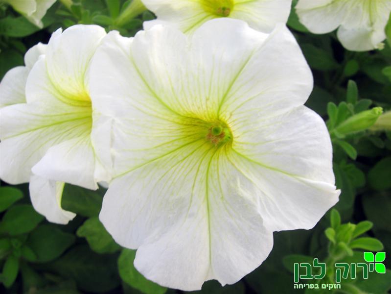 פטוניה