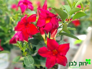 סנדבילה