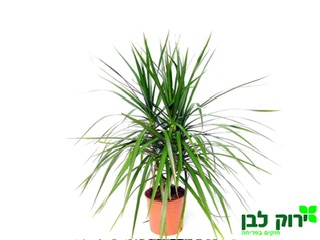 דרצנה מרגינטה^ טריקולור