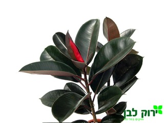 פיקוס גומי