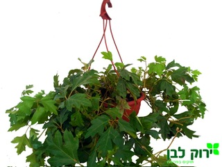 גפנית