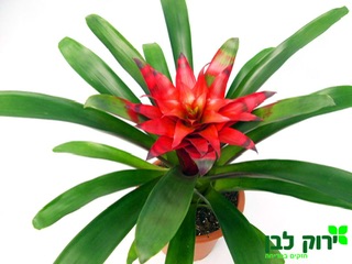 גוזמניה
