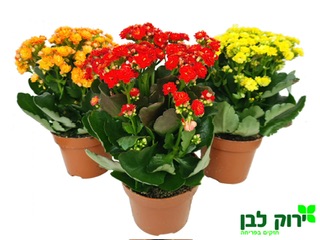 ניצנית