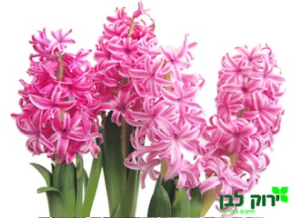 יקינטון
