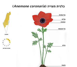 ענף כלנית