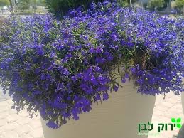 לובליה
