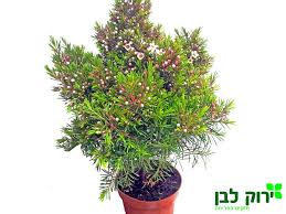 צמח שעווה