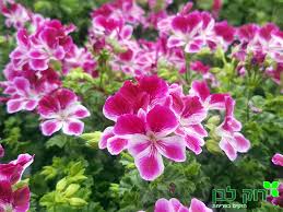 גרניום אנג׳ל אייז