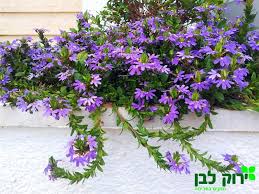 סקיוולה