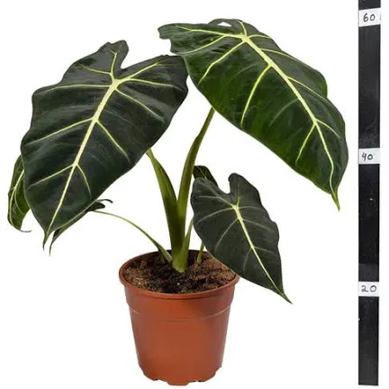 אלוקסיה פולי