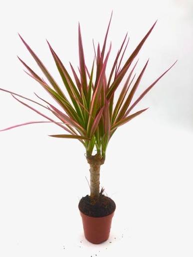 דרצנה גזע ורוד