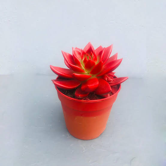 סוקולנט אדום יבוא מיוחד ( אכיוורה)