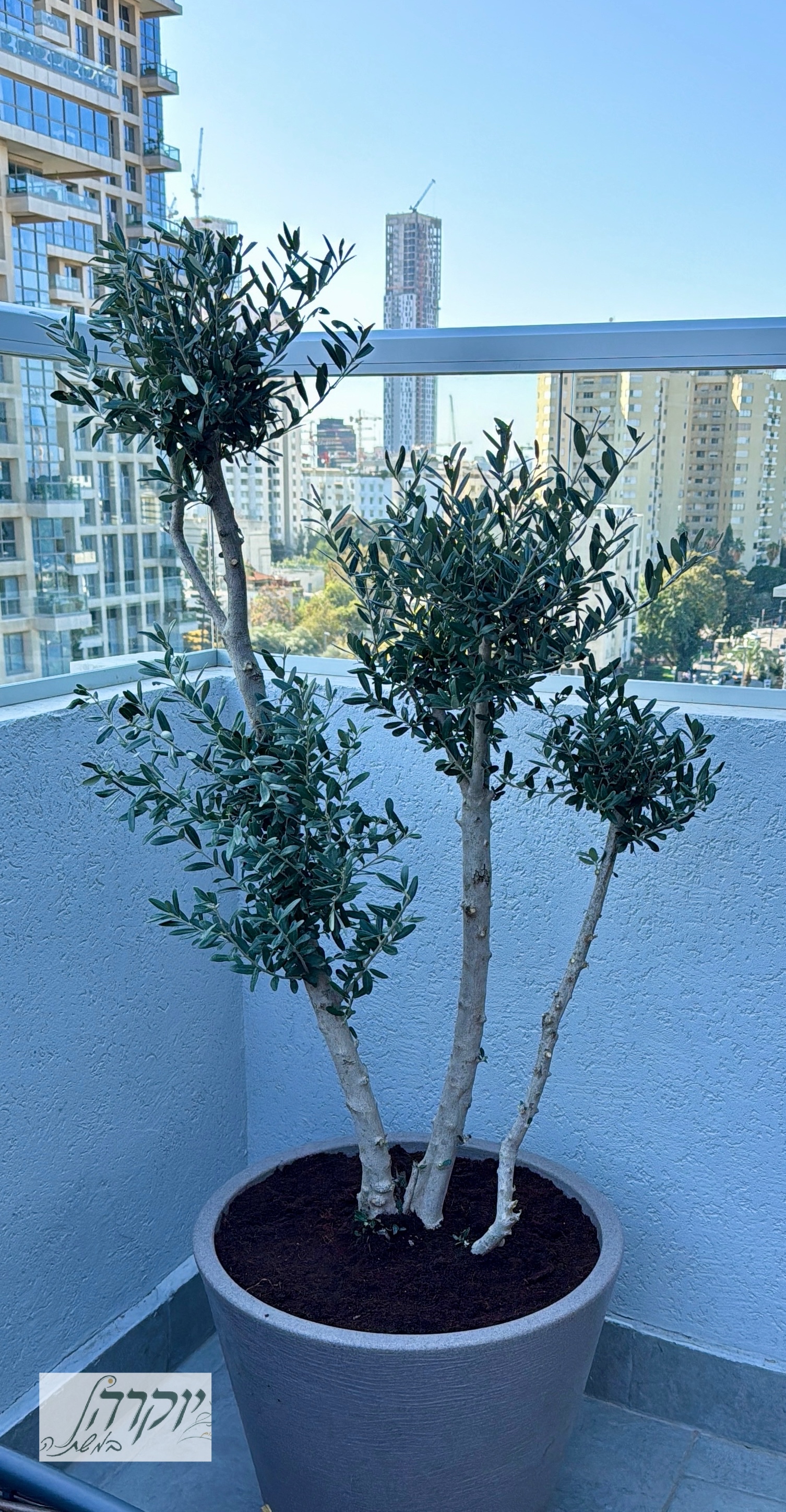 זית במרפסת