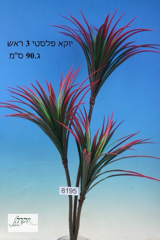יוקא ( יוקה)  3 ענפים אדום