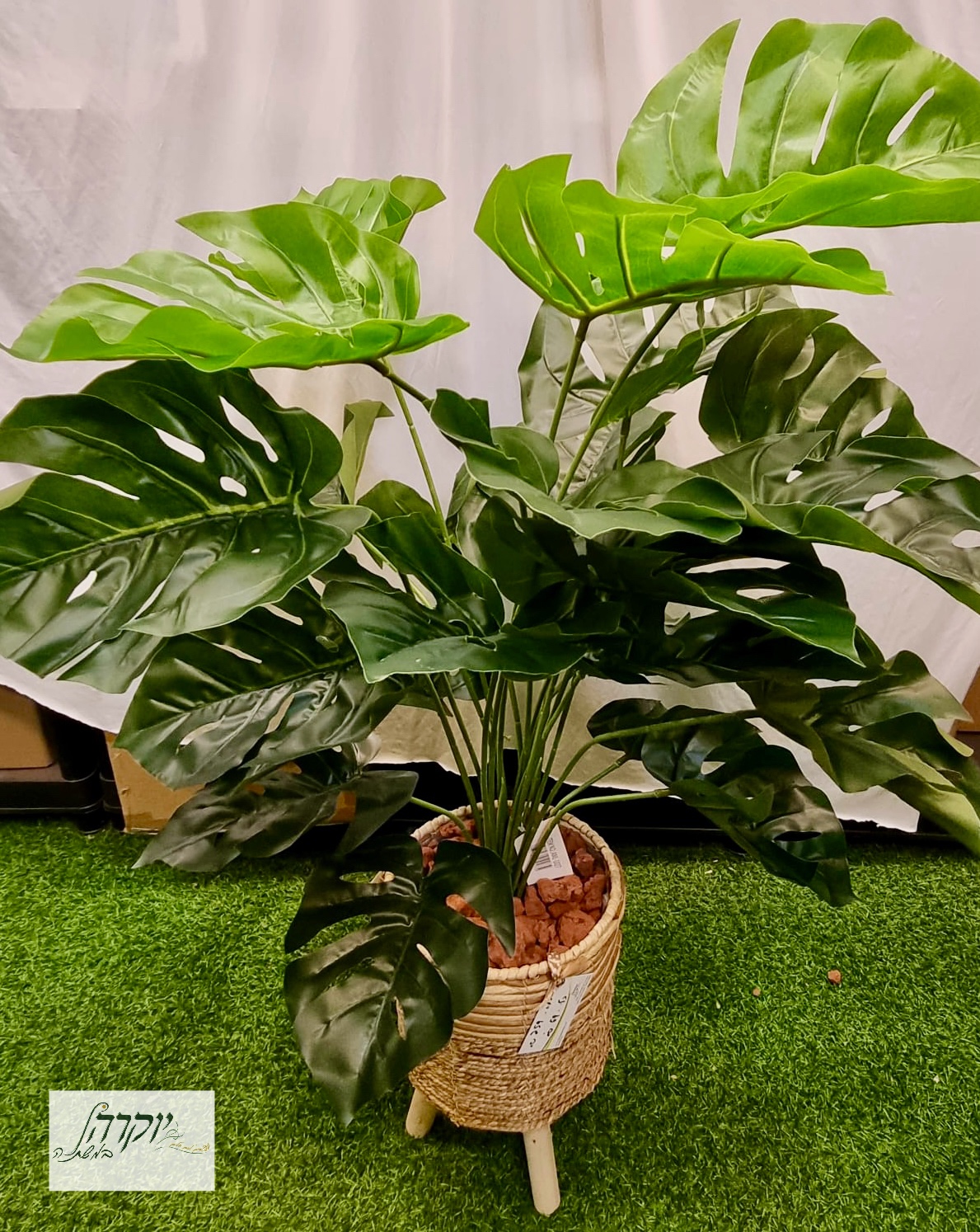 מונסטרה אלירן