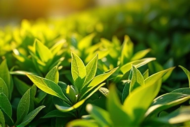Serene green tea leaves symbolizing natural health and vitality.