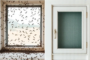 Before and after of window pest control with mesh stickers.