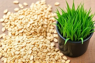 Cat grass seeds and sprouts