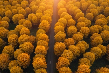 강원도 홍천 은행나무숲 가을 단풍