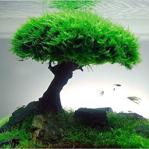 10 Adet Moss Ağacı,Moss Tree Akvaryum Bitkisi, Canlı Bitki Tohumu