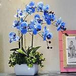 10 Adet Tohum Nadir Mavi Orkide Tohumu Orkide Çiçek Tohumu Saksı Toprak Sürpriz Hediye Tohumludur