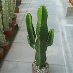 3M Euphorbia Ingens (Candelabra Tree) Sukulent Tohumu