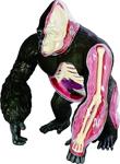 4D Vision - Goril Anatomi Modeli