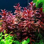 Akvaryum 10 Adet Ludwigia Grandulosa Bitki Tohumu